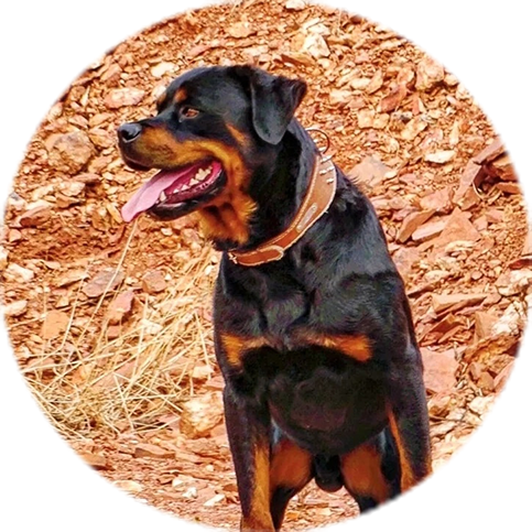 Show Rottweiler
