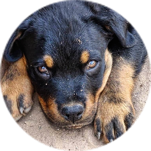 Family guardian Rottweiler
