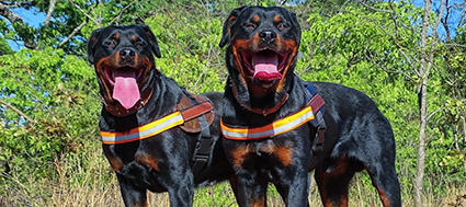 Show stack and movement