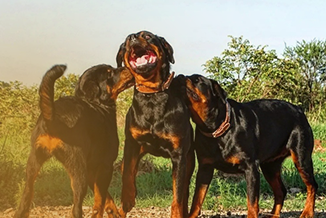 Research-driven breeding