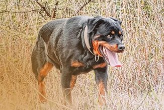 Showing and evaluation