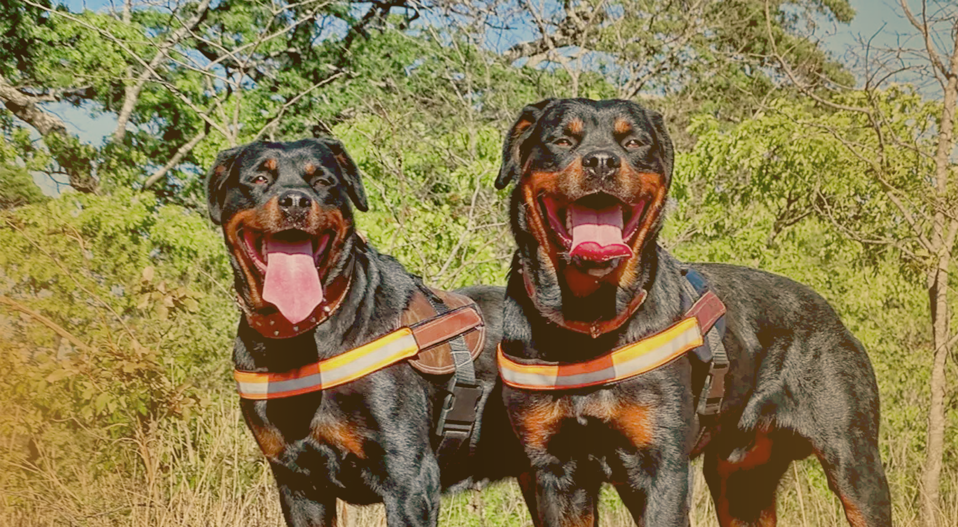 Rottweiler overlooking landscape