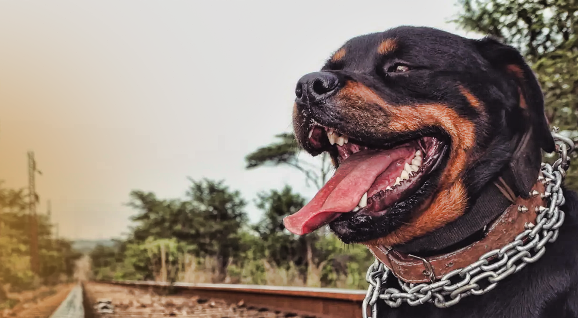 Rottweiler training session