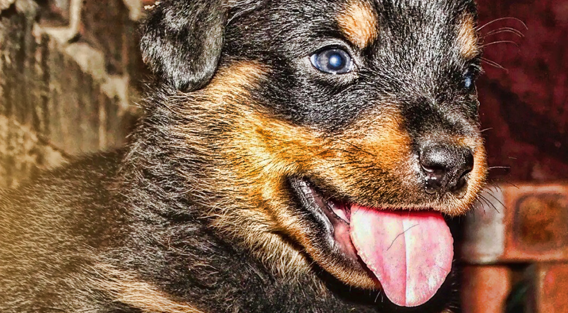 Family Rottweiler at home