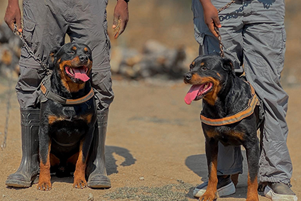 Research-guided breeding and litters