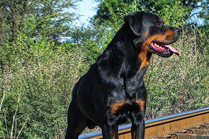 Working and protection development