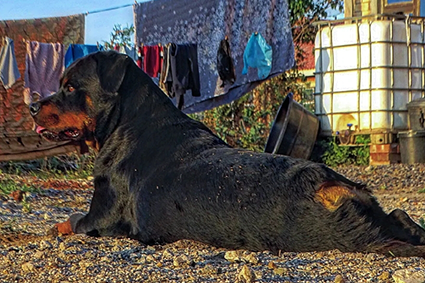 Family integration and stability