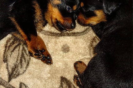 Adolescent obedience work