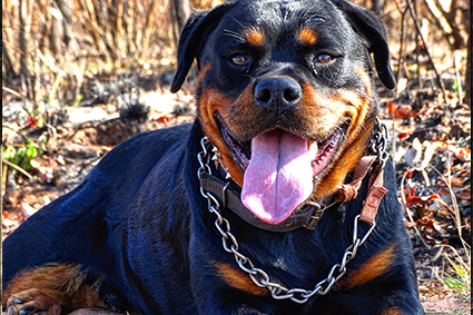Adult guardian at work or at home